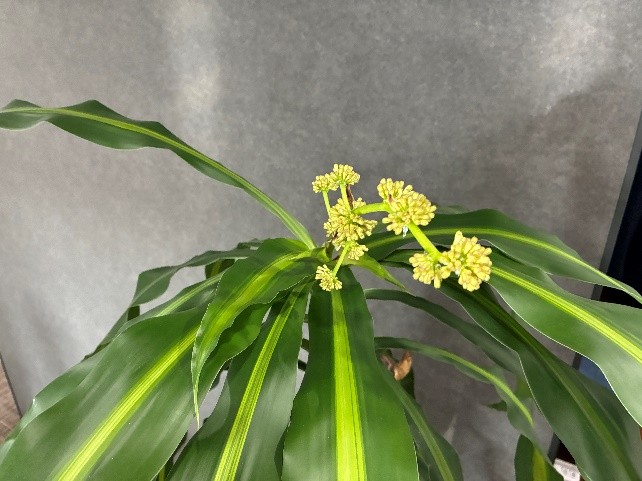 「幸福の木」に花が咲きました